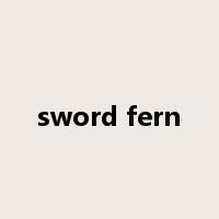 sword fern是什么意思
