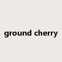 ground cherry是什么意思