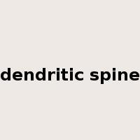 dendritic spine是什么意思