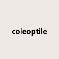 coleoptile是什么意思