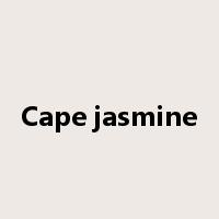 Cape jasmine是什么意思