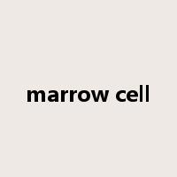 marrow cell是什么意思