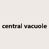 central vacuole是什么意思
