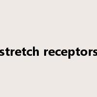 stretch receptors是什么意思