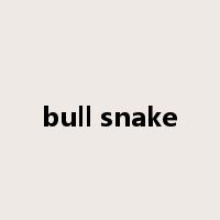 bull snake是什么意思