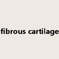 fibrous cartilage是什么意思