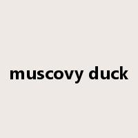 muscovy duck是什么意思