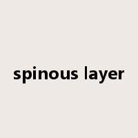 spinous layer是什么意思