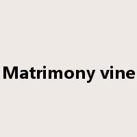 Matrimony vine是什么意思