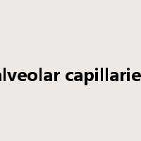alveolar capillaries是什么意思