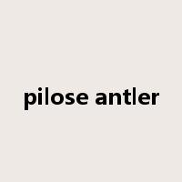 pilose antler是什么意思