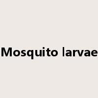 Mosquito larvae是什么意思
