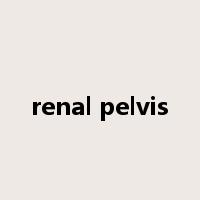 renal pelvis是什么意思