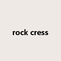 rock cress是什么意思