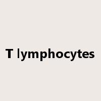 T lymphocytes是什么意思