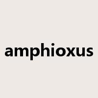 amphioxus是什么意思