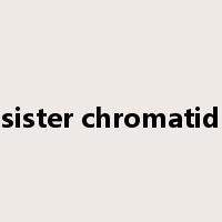 sister chromatid是什么意思