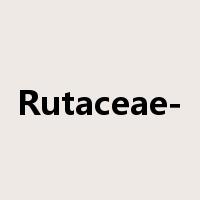 Rutaceae-是什么意思