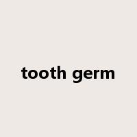 tooth germ是什么意思