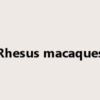 Rhesus macaques是什么意思