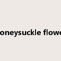 honeysuckle flower是什么意思