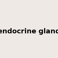 endocrine gland是什么意思