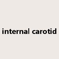 internal carotid是什么意思