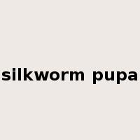 silkworm pupa是什么意思