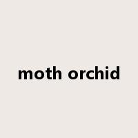 moth orchid是什么意思
