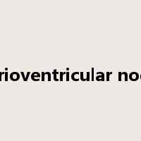 atrioventricular node是什么意思
