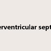 interventricular septum是什么意思