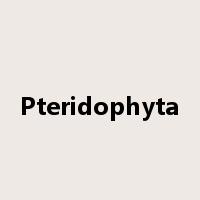 Pteridophyta是什么意思
