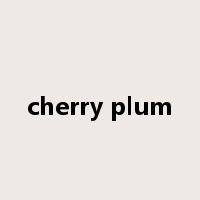 cherry plum是什么意思