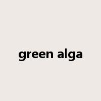 green alga是什么意思