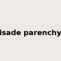 palisade parenchyma是什么意思