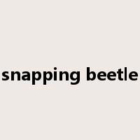 snapping beetle是什么意思