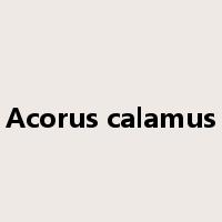 Acorus calamus是什么意思