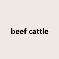 beef cattle是什么意思