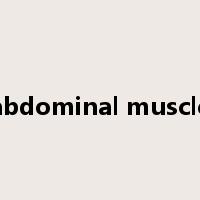 abdominal muscle是什么意思
