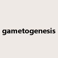 gametogenesis是什么意思