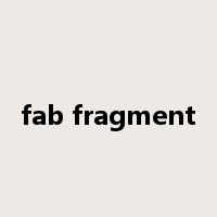 fab fragment是什么意思