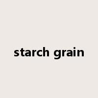 starch grain是什么意思