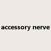 accessory nerve是什么意思