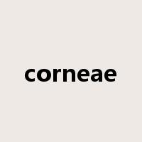 corneae是什么意思