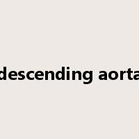 descending aorta是什么意思