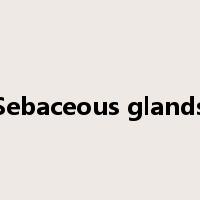 Sebaceous glands是什么意思