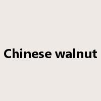 Chinese walnut是什么意思