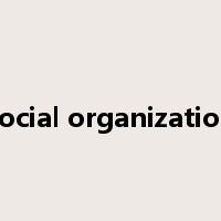 social organization是什么意思