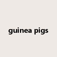 guinea pigs是什么意思