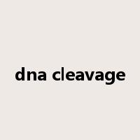 dna cleavage是什么意思